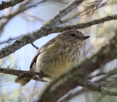 Acanthiza lineata
