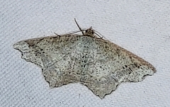 Psamatodes abydata