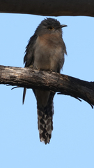 Cacomantis flabelliformis