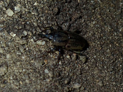 Sphenophorus venatus