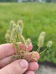 Ceratocephala testiculata