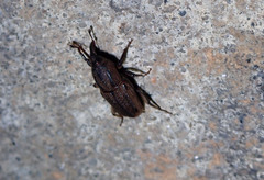 Sphenophorus venatus