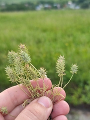 Ceratocephala testiculata