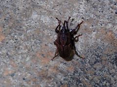 Sphenophorus venatus