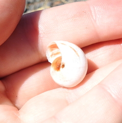 Otala lactea