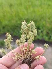 Ceratocephala testiculata