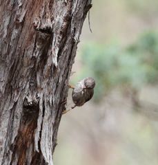 Daphoenositta chrysoptera