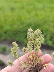 Ceratocephala testiculata