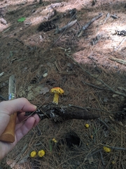 Suillus americanus
