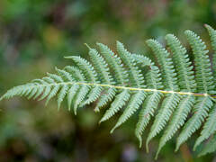 Oreopteris limbosperma