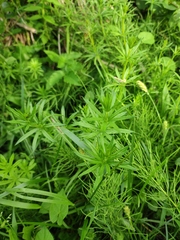 Galium rivale