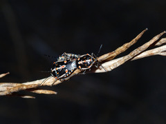 Bagrada hilaris