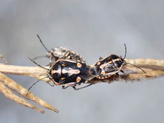 Bagrada hilaris