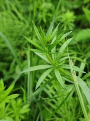 Galium rivale