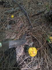 Suillus americanus