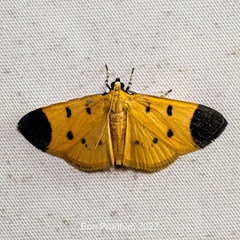Neobotyodes crocopteralis