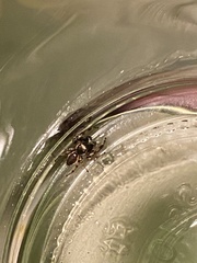 Eris militaris