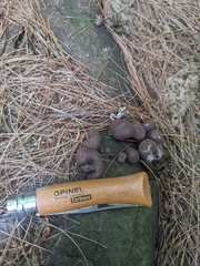 Daldinia childiae