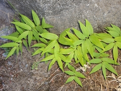 Maianthemum stellatum