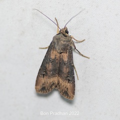 Agrotis