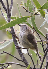 Acanthiza lineata
