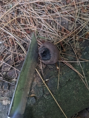 Daldinia childiae