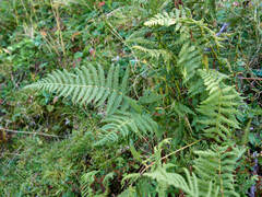 Oreopteris limbosperma