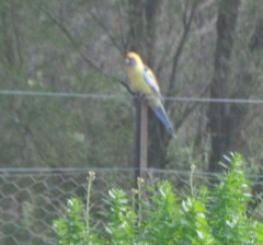 Platycercus elegans flaveolus