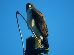 Geranoaetus albicaudatus