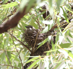 Pachycephala rufiventris