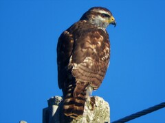 Buteo plagiatus