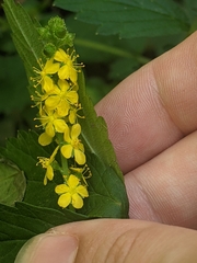 Agrimonia striata