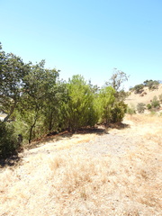 Pinus pinea