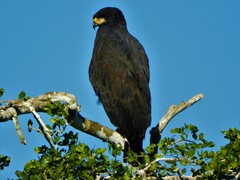 Buteogallus urubitinga