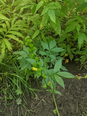 Agrimonia striata
