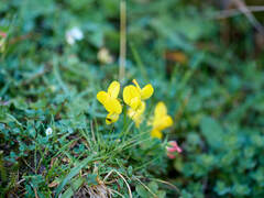 Lotus corniculatus