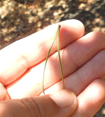 Pinus pinea