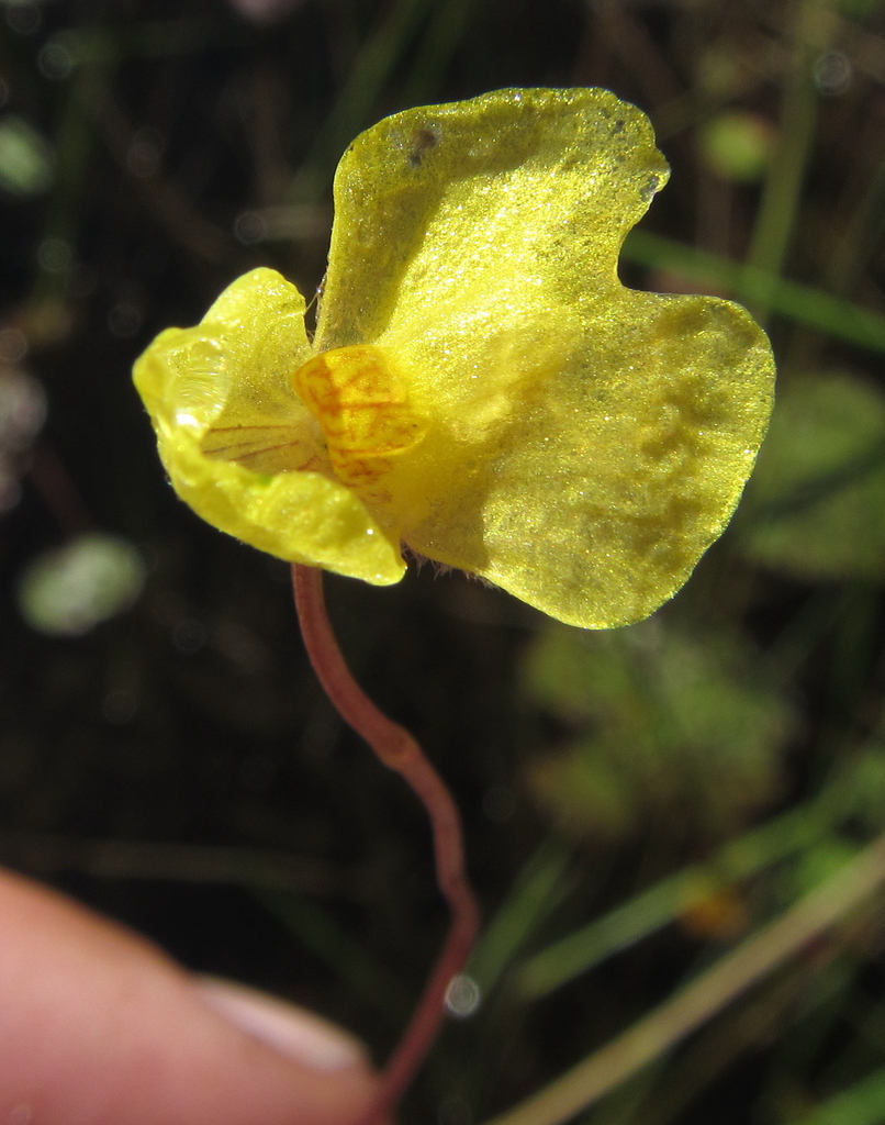 Floating Bladderwort