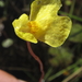 Utricularia reflexa - Photo (c) Robert Taylor, algunos derechos reservados (CC BY), subido por Robert Taylor