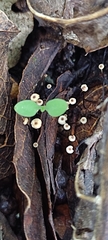 Marasmius capillaris