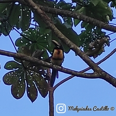 Pteroglossus torquatus