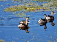 Tachybaptus dominicus