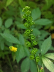Agrimonia striata