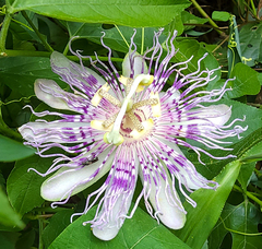 Passiflora incarnata
