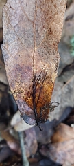 Marasmius capillaris