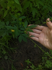 Agrimonia striata