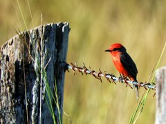 Pyrocephalus rubinus