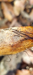 Marasmius capillaris
