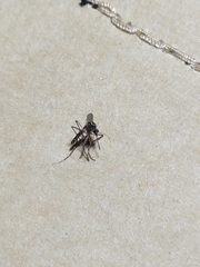 Aedes albopictus