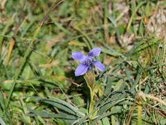Gentianopsis ciliata